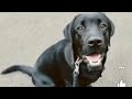 日記 毎朝の散歩の様子 黒ラブ子犬８ヶ月 -Labrador puppy morning walk-