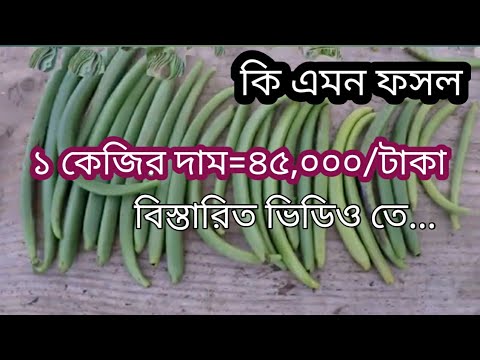 ভ্যানিলা গাছ/ vanilla plant