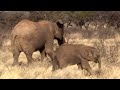 Young elephants fight to survive  this wild life  bbc earth