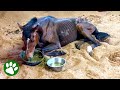 400lb horse&#39;s incredible recovery