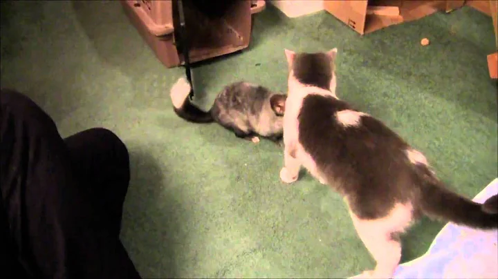 Video 11848491: cat chinchilla, nice cat, cat fun