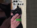 【保護猫】猫嫌いだと言い張る父 #shots #保護猫 #猫