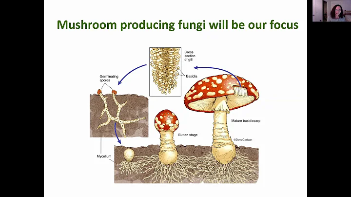 Mushroom Reproduction: Shannon Nix (MAWDC 7/7/20 P...