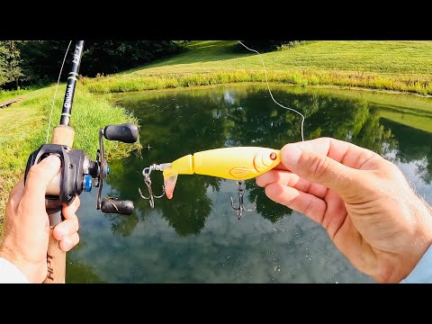 Pond Bass EXPLODE On Whopper Plopper ft. Himiway Zebra Electric