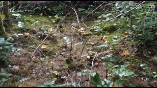 Finding a lot of chanterelle mushrooms in October (Pacific Northwest)