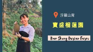 槟城山中果王竟然在这里?! 槟城浮罗山背宝盛榴莲园，唯一居住在榴莲园内的民宿 Durian Farm stay in Malaysia // Hand Picked Durian