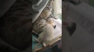 Love Between A Ferret & Cat (Nugmilla)