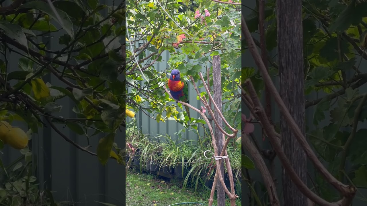Rainbow lorikeet bird #lorikeet #rainbowlorikeet #bird #miraculousnature #nature #garden