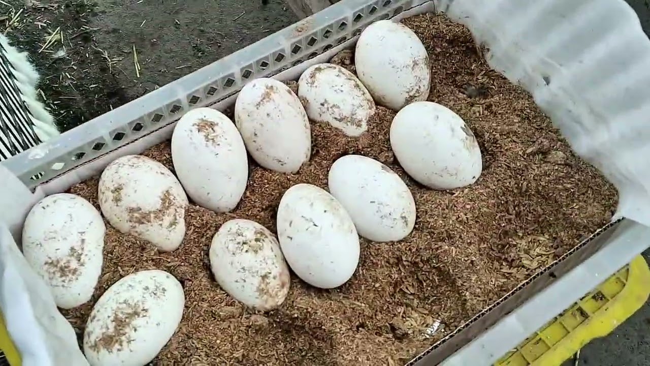 Buloqboshi parranda bozori sana:1fevral Yakshanba kuni #xojabod #buloqboshi #trending #parranda 