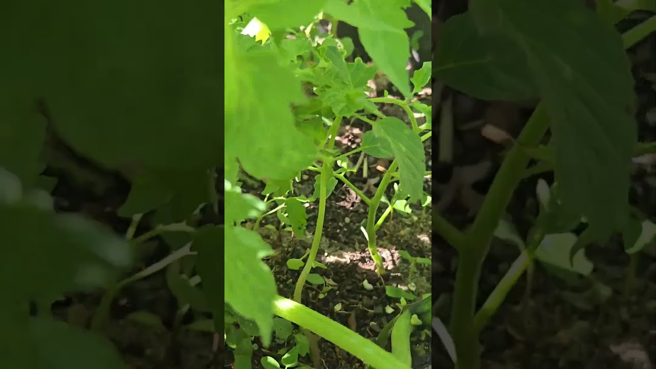 Grow Your Own Mini Jungle Today Growyourownfood Plants Garden Gardentips Edit Organic Shorts