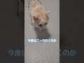 よたよた歩きで一生懸命に看護師を追いかけて甘えるほっぺ【保護猫ほっぺたろう】#shorts #cat
