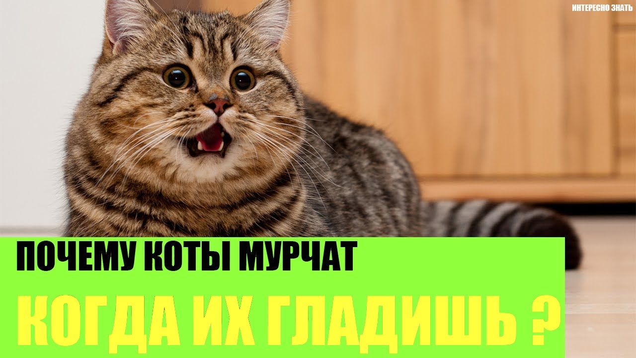 Почему коты мурчат когда их гладишь? - YouTube