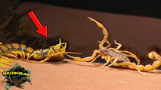Encounter Between TITANS - SCORPION and CENTEPIES natural enemies【Live feed】 by BICHOMANIA 10,151 views 8 months ago 5 minutes, 22 seconds