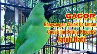 PERANGSANG CUCAK IJO JANTAN,BIKIN CUCAK IJO BETINA KLEPEK2 JATUH HATI