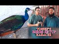 Peacock pheasant and Deer At Tossef Bird and Animals Setup 2020 Video In Urdu/Hindi