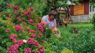 Download Lagu Making Rose Petal Jam and Living the Village Life 🌸 MP3 Download Lagu Making Rose Petal Jam and Living the Village Life 🌸 MP3