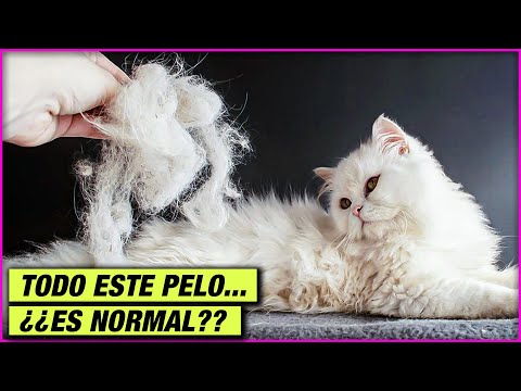 Video: ¿Por Qué Mi Gato… Pierde Su Pelo?