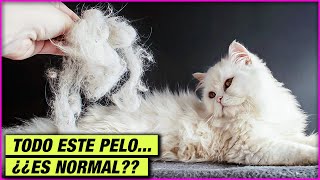 MI GATO ESTÁ TIRANDO MUCHO PELO... ¿ES ALGO MALO? LA GATERÍA TV