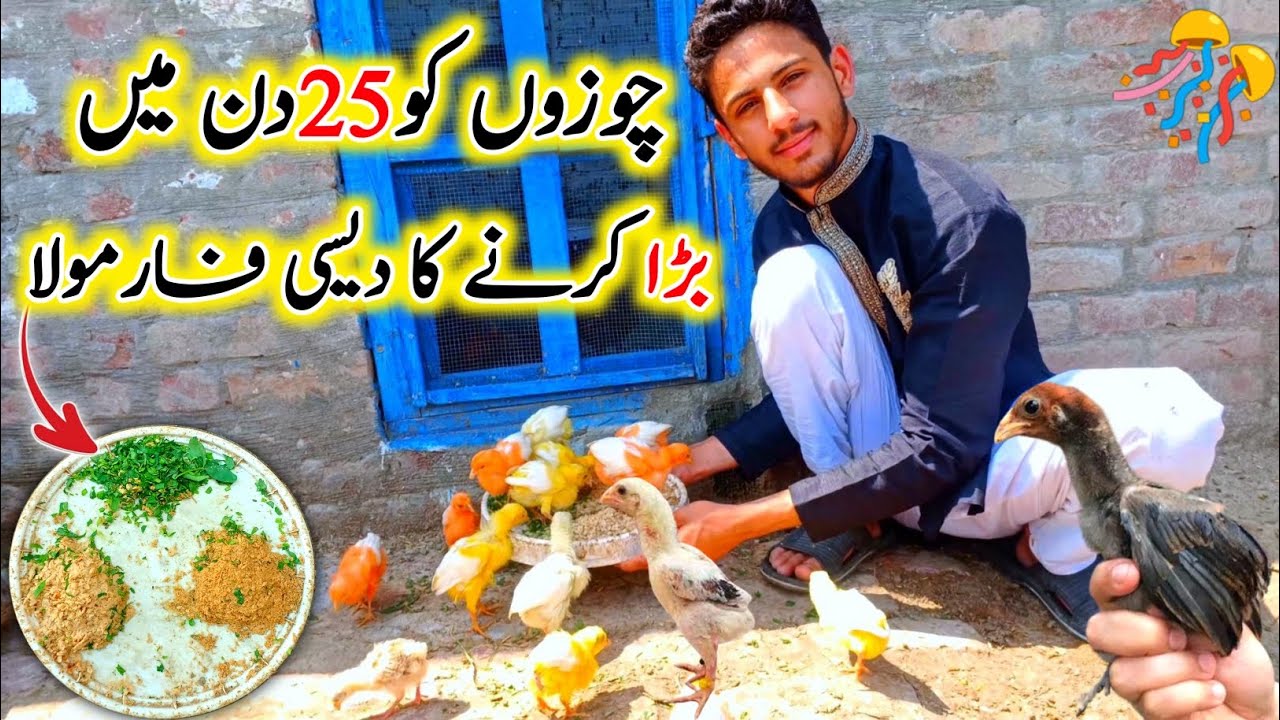 Chicks 🐤 Ko Jaldi Bada Karne Ka Tarika How To Increase Chick Size