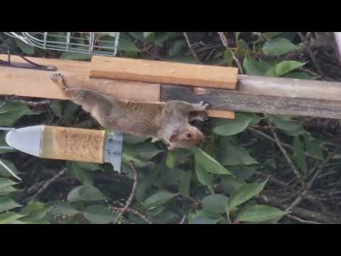 squirrel with no tail in our back garden , so wierd