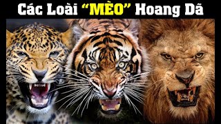 Bách Khoa Loài Mèo | Khám Phá Thế Giới Động Vật Hoang Dã