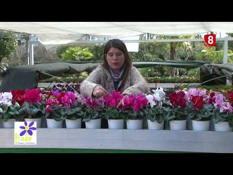 Video: Ciclamen blanco: descripción de variedades, características de cultivo. Patria del ciclamen