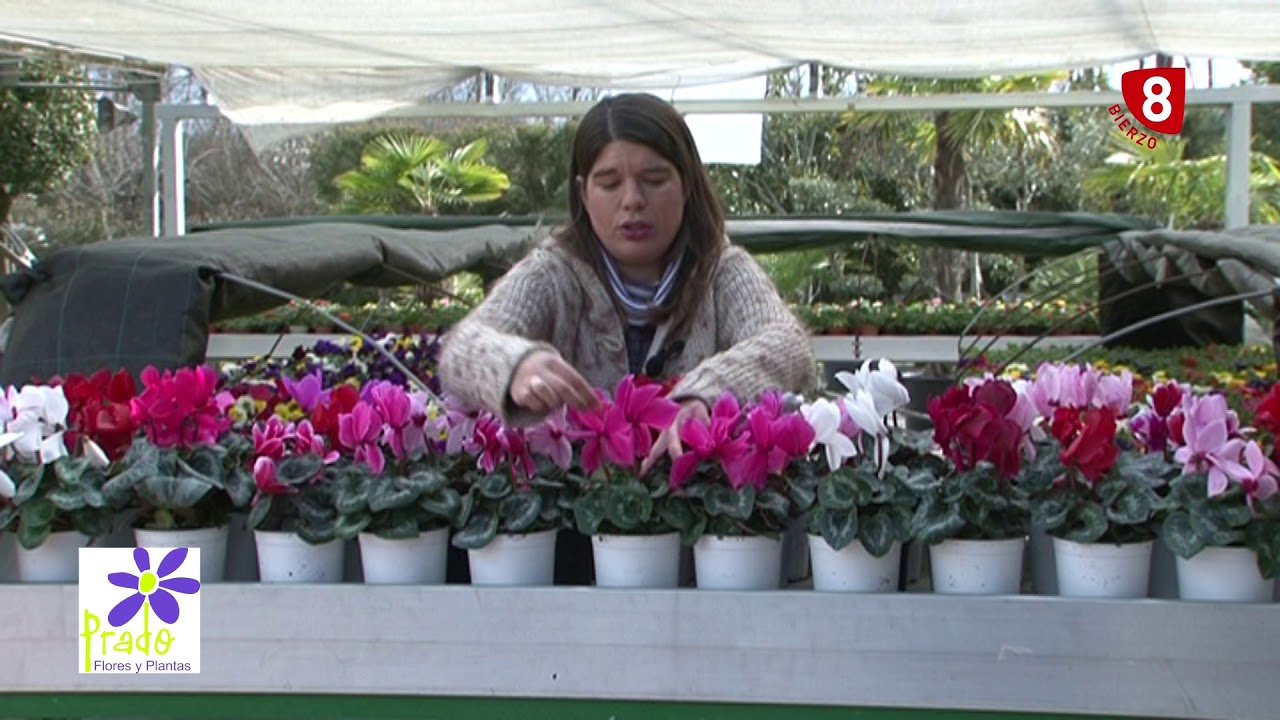 El Ciclamen, características y sus cuidados