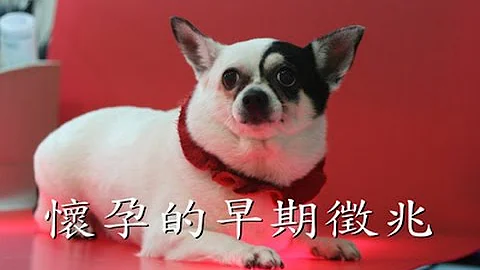 狗早期怀孕的征兆 - 天天要闻