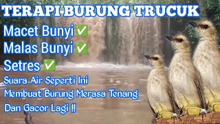 Suara Gemericik Air Untuk Terapi Burung Trucuk Yang Malas Bunyi 100% Ampuh Auto Langsung Gacor Lagi