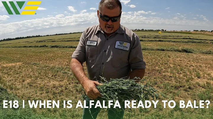 Larry's Life E18 | How do you know when Alfalfa is ready to rake and bale?