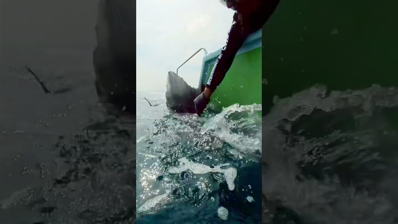 Here comes another beauty [Rompin sailfish fishing]