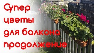 видео Цветы на балконе.