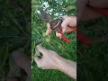 How to Thin Your Apple Tree- 1 Minute Gardening Tips