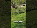 Cut tree branch lands perfectly upright 🌳😲                 🎥: Daniel Decker via ViralHog