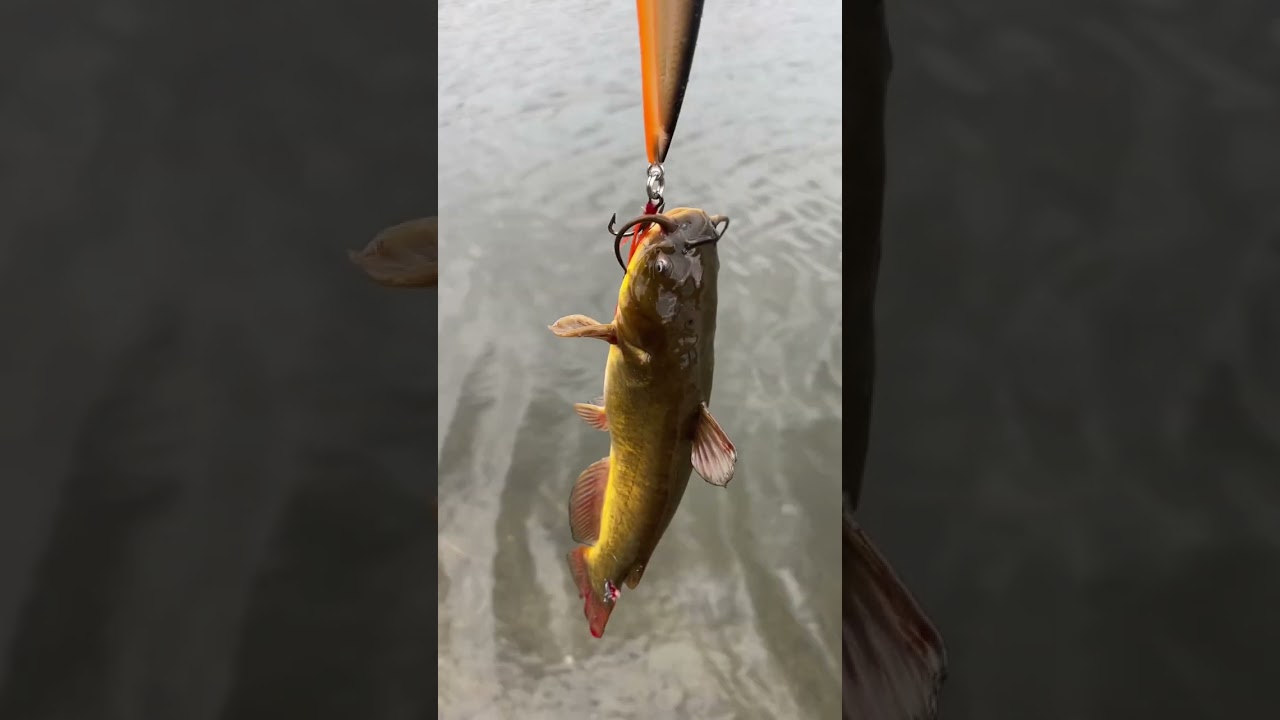 Rapala X Rap Catches Catfish 