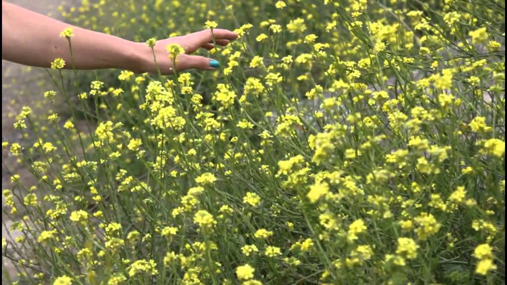 Exploring Los Angeles: Trip to the Bronson Canyon Park