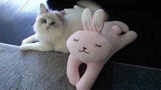 Ragdoll Kitten and Her Bunny