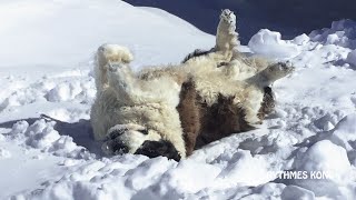 Ours le Saint-Bernard Par un Bel Hiver