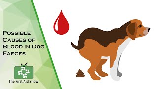 Understanding Blood in Your Dog