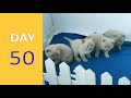 DAY 50 - Baby Kittens after Birth | Emotional