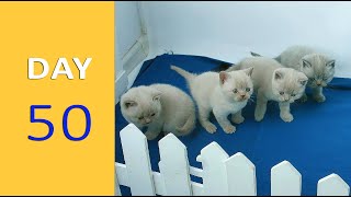 DAY 50 - Baby Kittens after Birth | Emotional