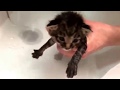 4/18 初めてのお風呂 仔猫 1