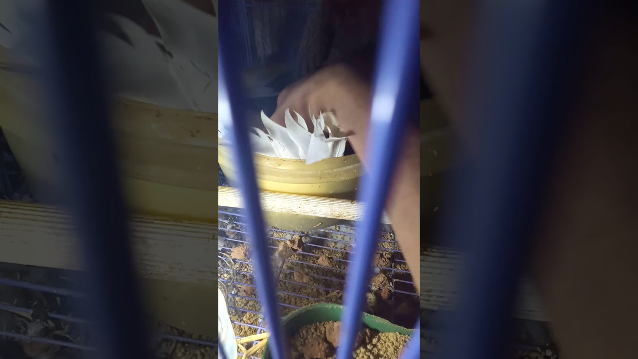 Hasil anakan burung terkukur vs puter putih mata merah 