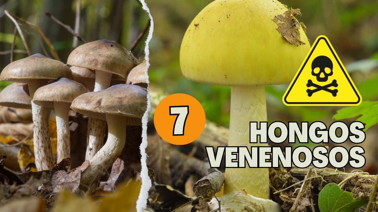 7 Hongos Venenosos
