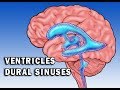 Cerebrospinal Fluid and Ventricular System Quiz