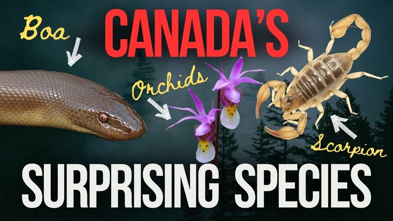 Canadian Plants and Animals You Might Not Expect