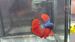 Blue Metallic Red Bicolor Black Rim (M2) Halfmoon Betta Fish Male @ Züri-Betta