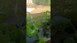 kangkung,  bayam,  selada