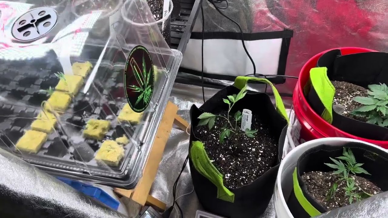 Indoor Perpetual Grow October Week 3