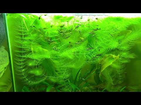 Phalloceros caudimaculatus reticulatus